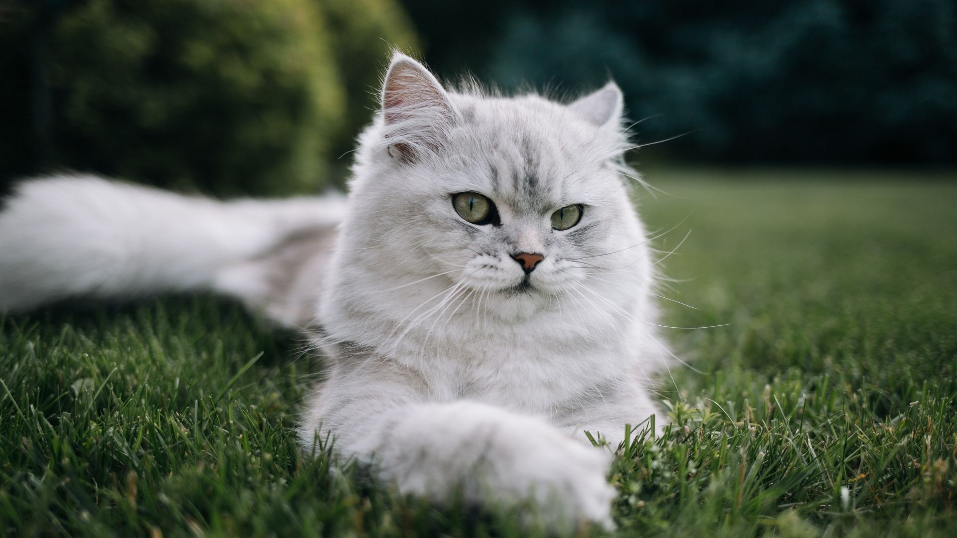British Longhair Kedi Irkı Özellikleri ve Bakımı
