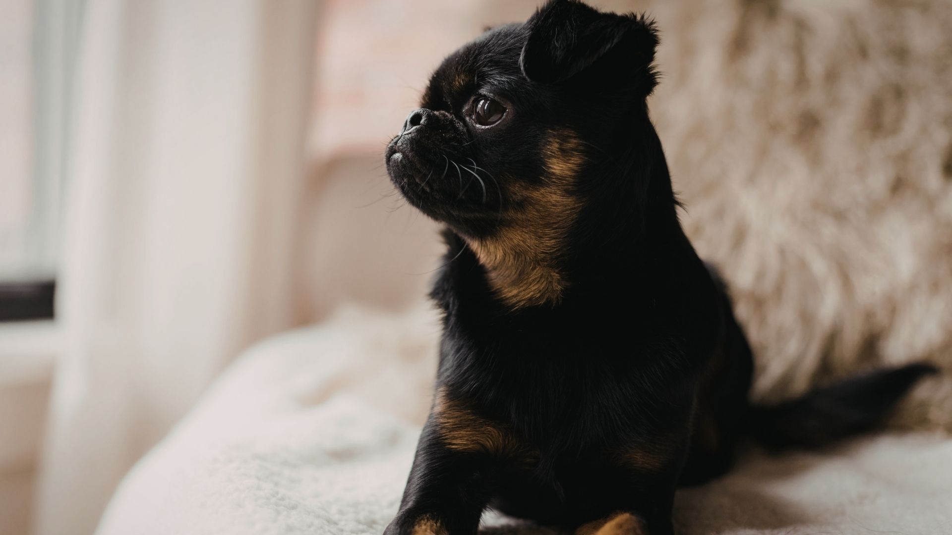 Brüksel Griffon Köpek Irkı Özellikleri ve Bakımı