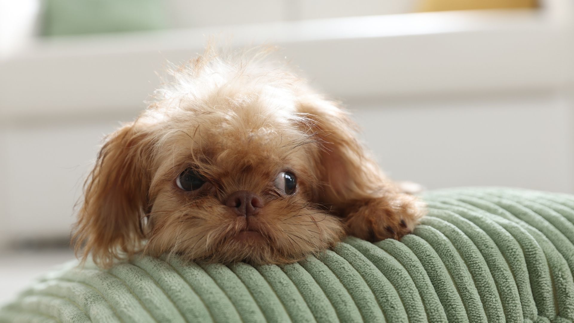 Brüksel Griffon Köpek Irkı Özellikleri ve Bakımı