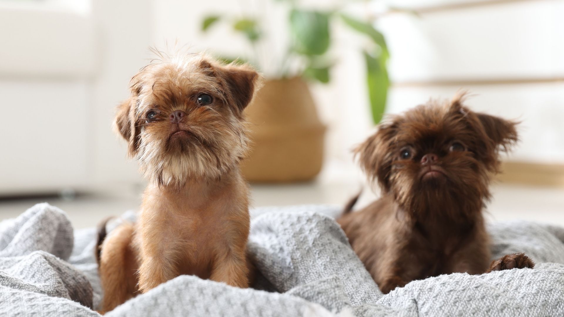 Brüksel Griffon Köpek Irkı Özellikleri ve Bakımı