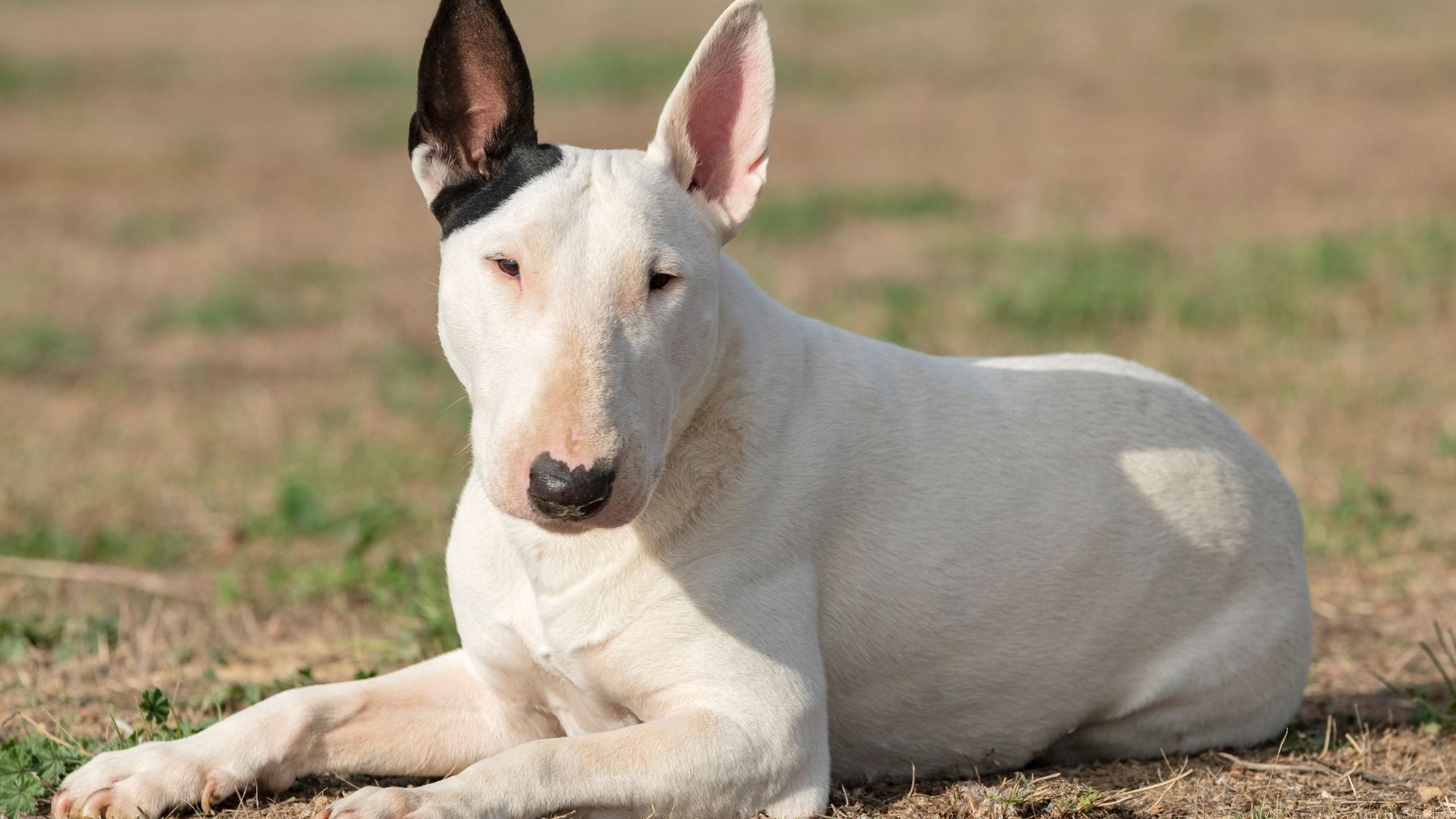 Bull Terrier Köpek Irkı Özellikleri ve Bakımı