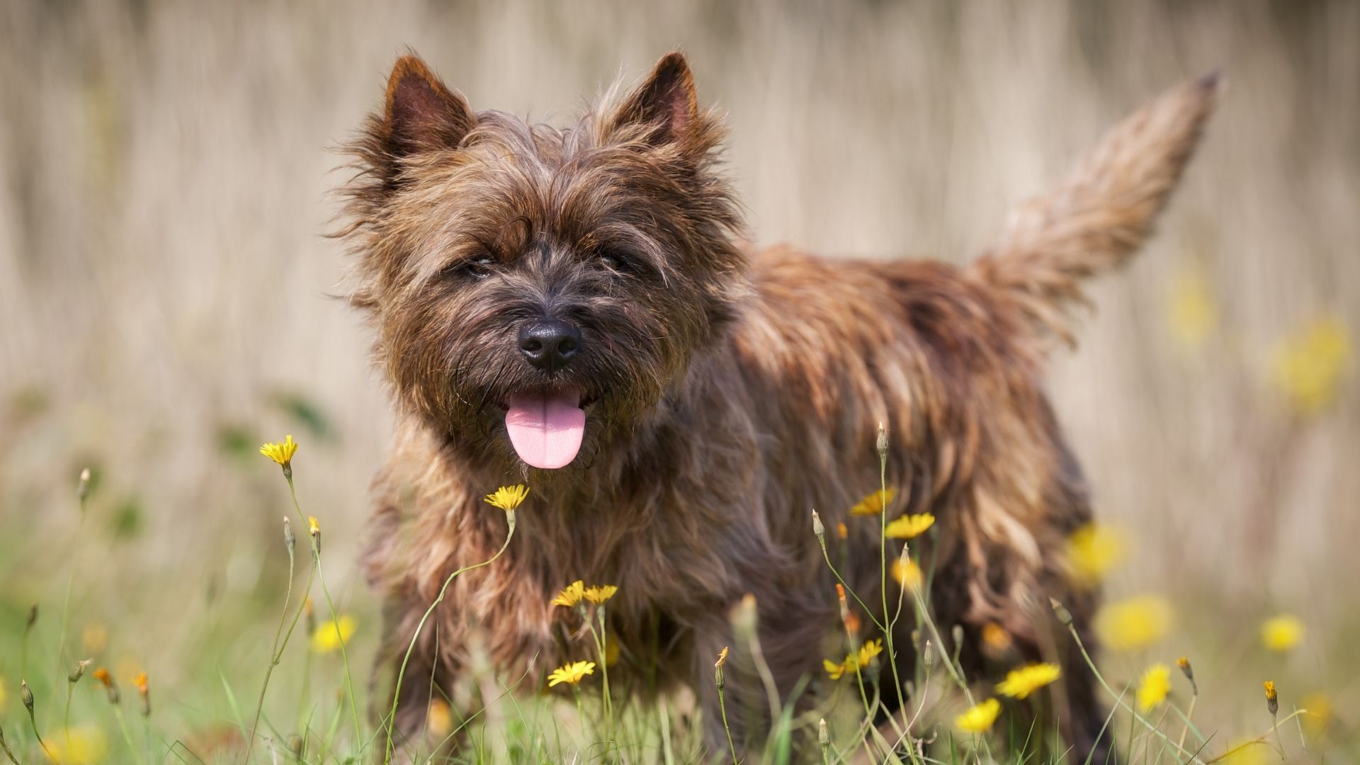 Cairn Terrier Köpek Irkı Özellikleri ve Bakımı