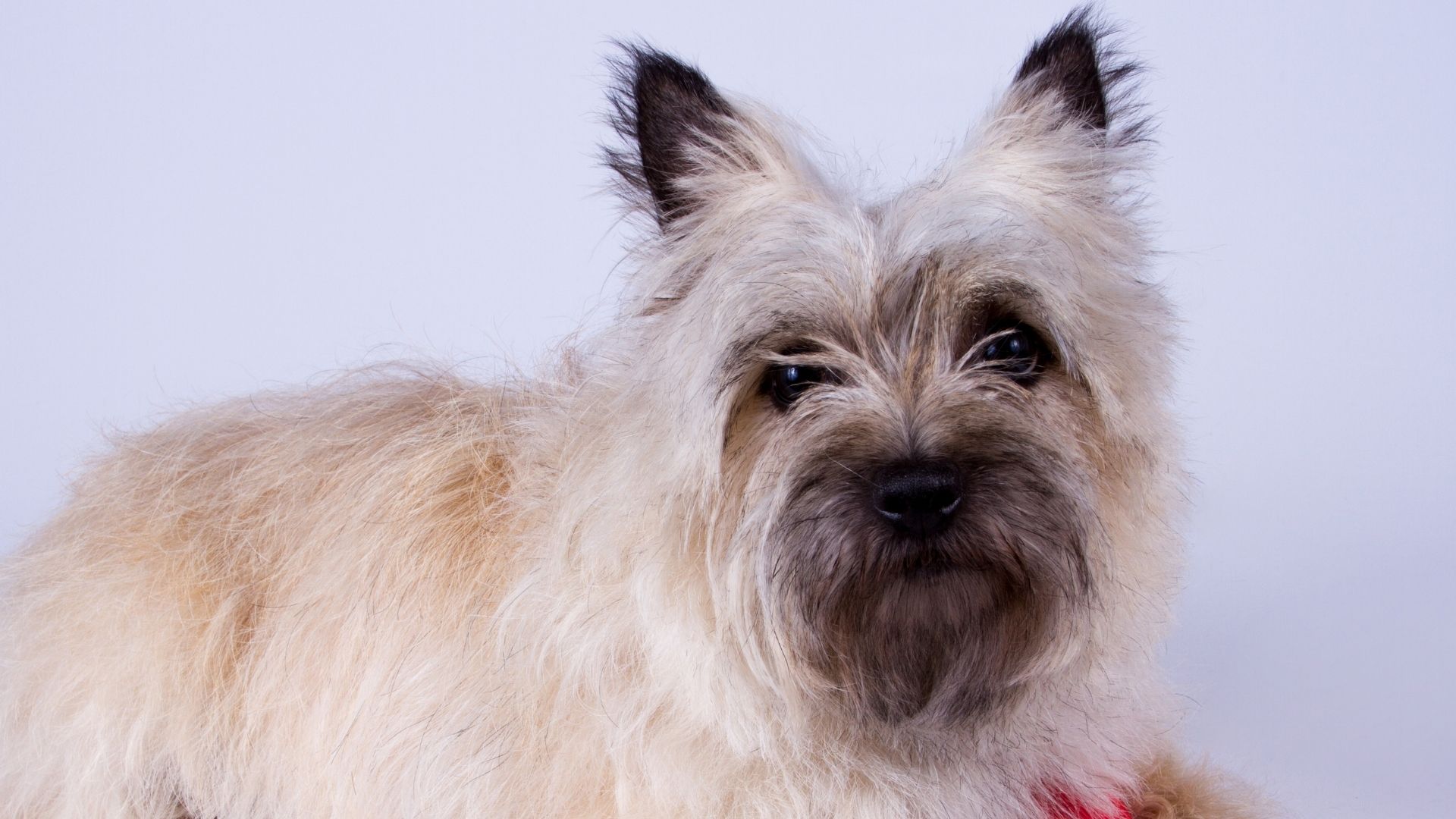 Cairn Terrier Köpek Irkı Özellikleri ve Bakımı