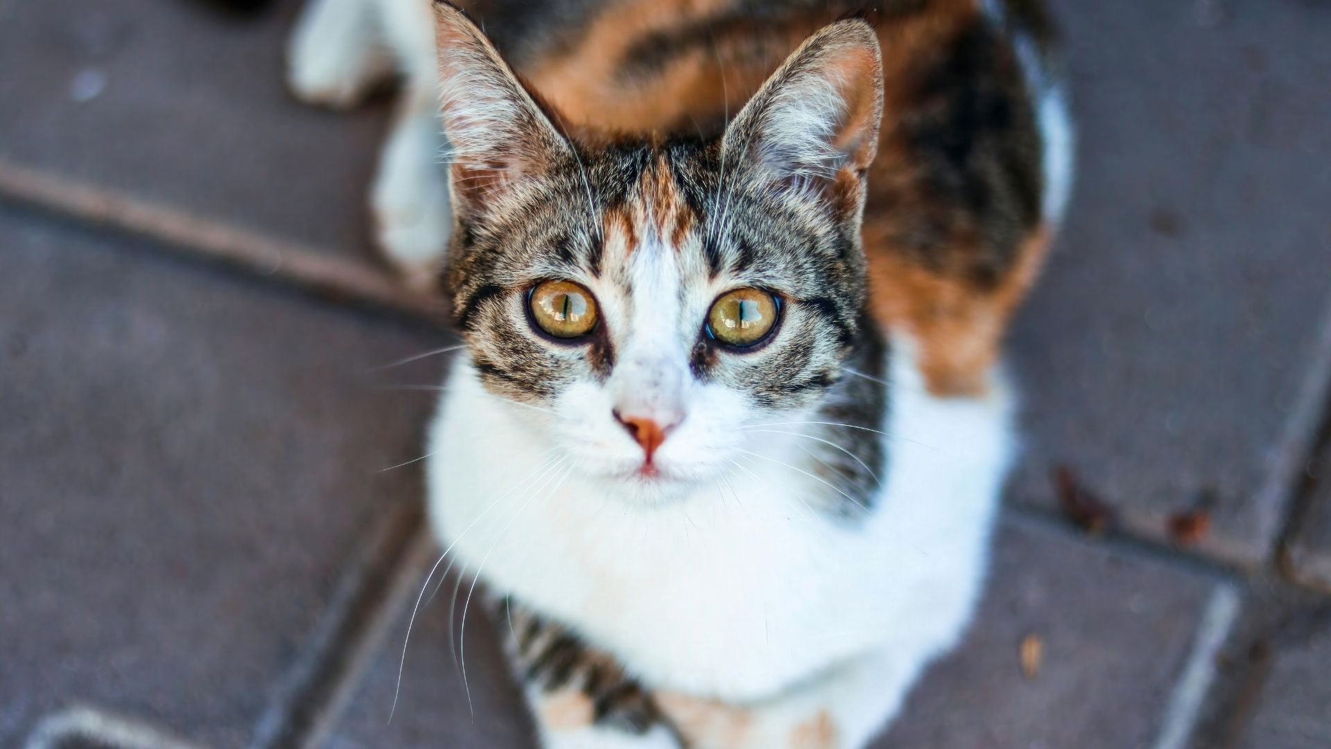 Calico (Patiska) Kedisi Özellikleri ve Bakımı