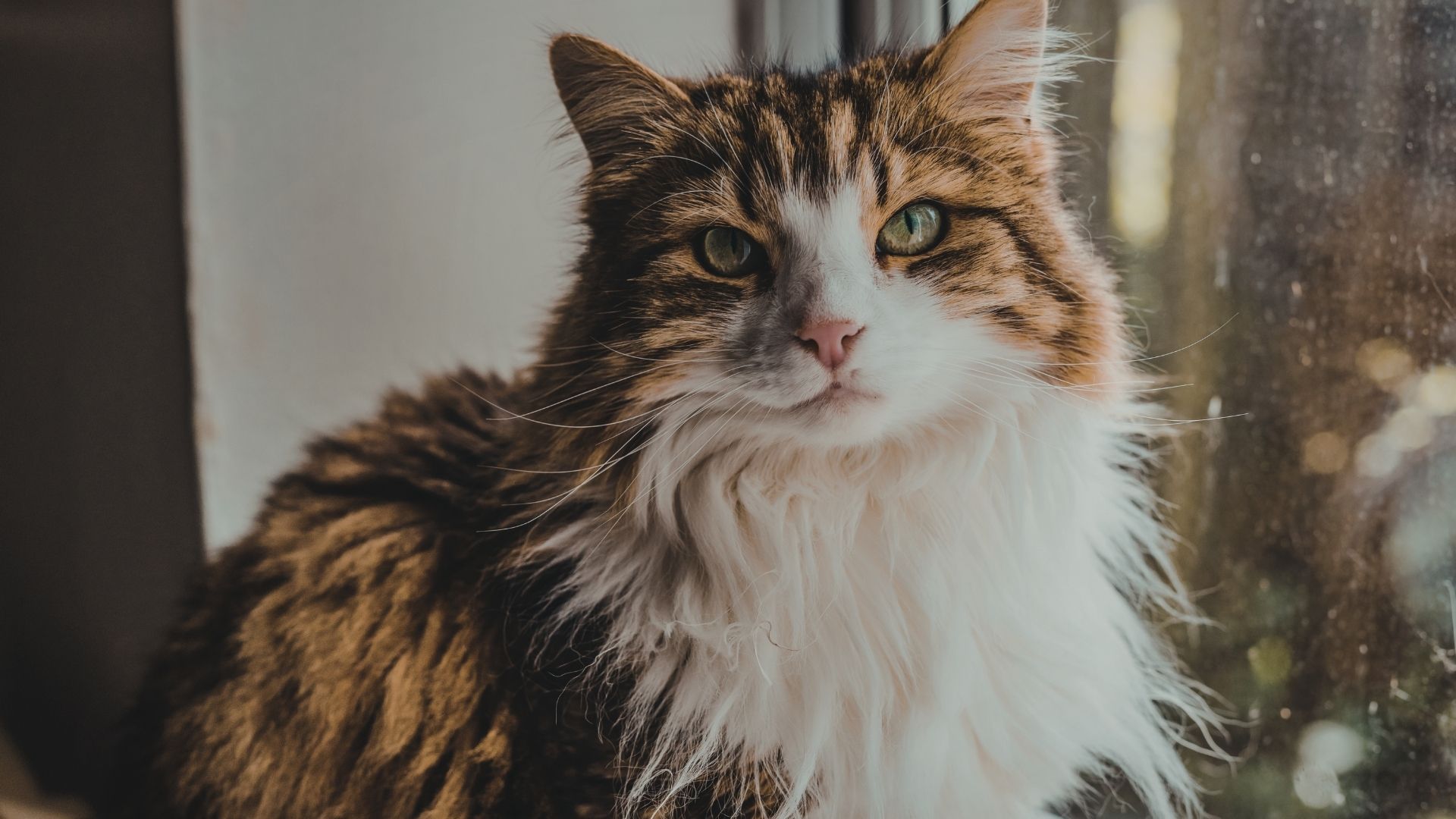 Calico (Patiska) Kedisi Özellikleri ve Bakımı