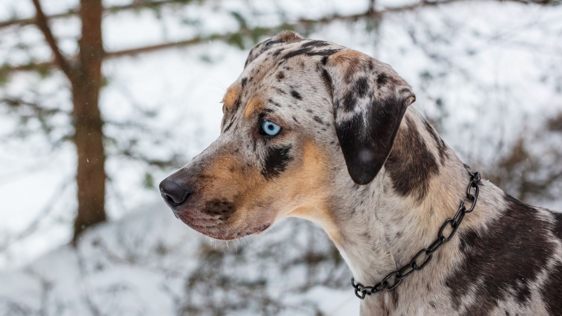 Catahoula Leopar Köpeği Özellikleri ve Bakımı