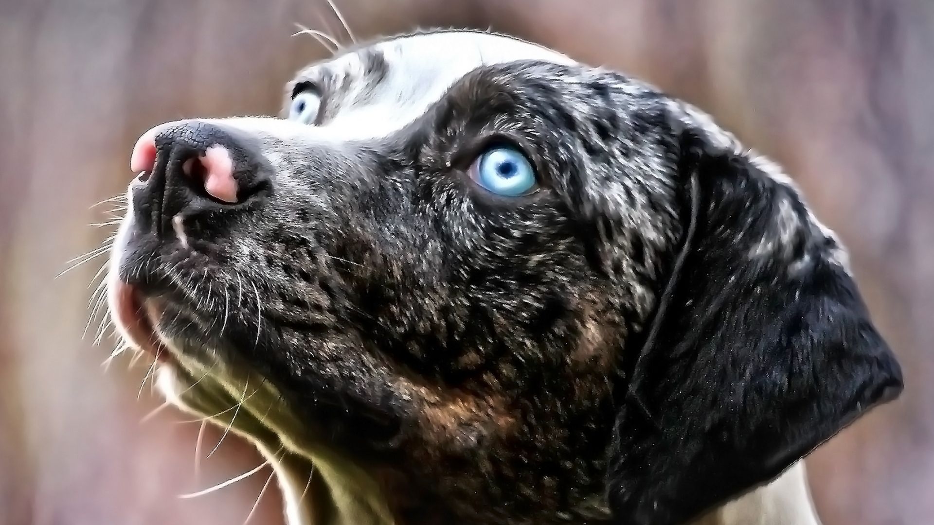 Catahoula Leopar Köpeği Özellikleri ve Bakımı