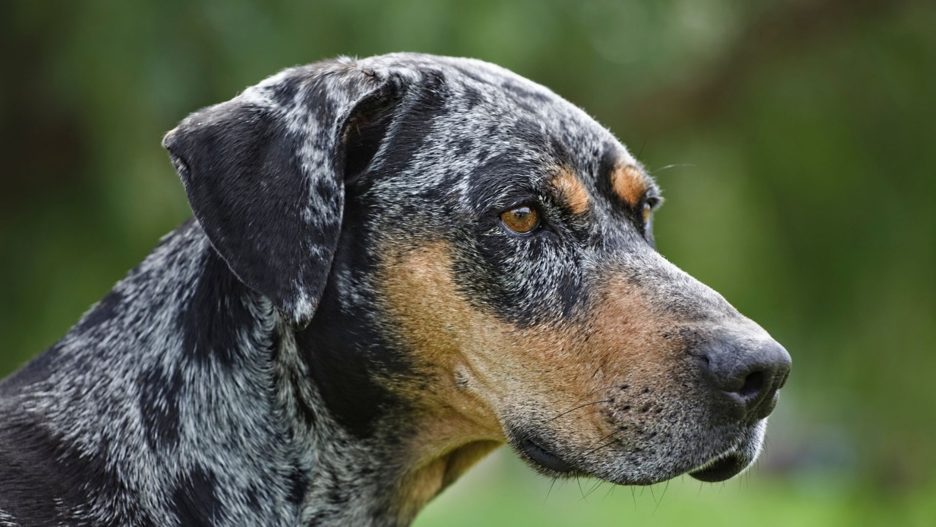 Catahoula Leopar Köpeği Özellikleri ve Bakımı