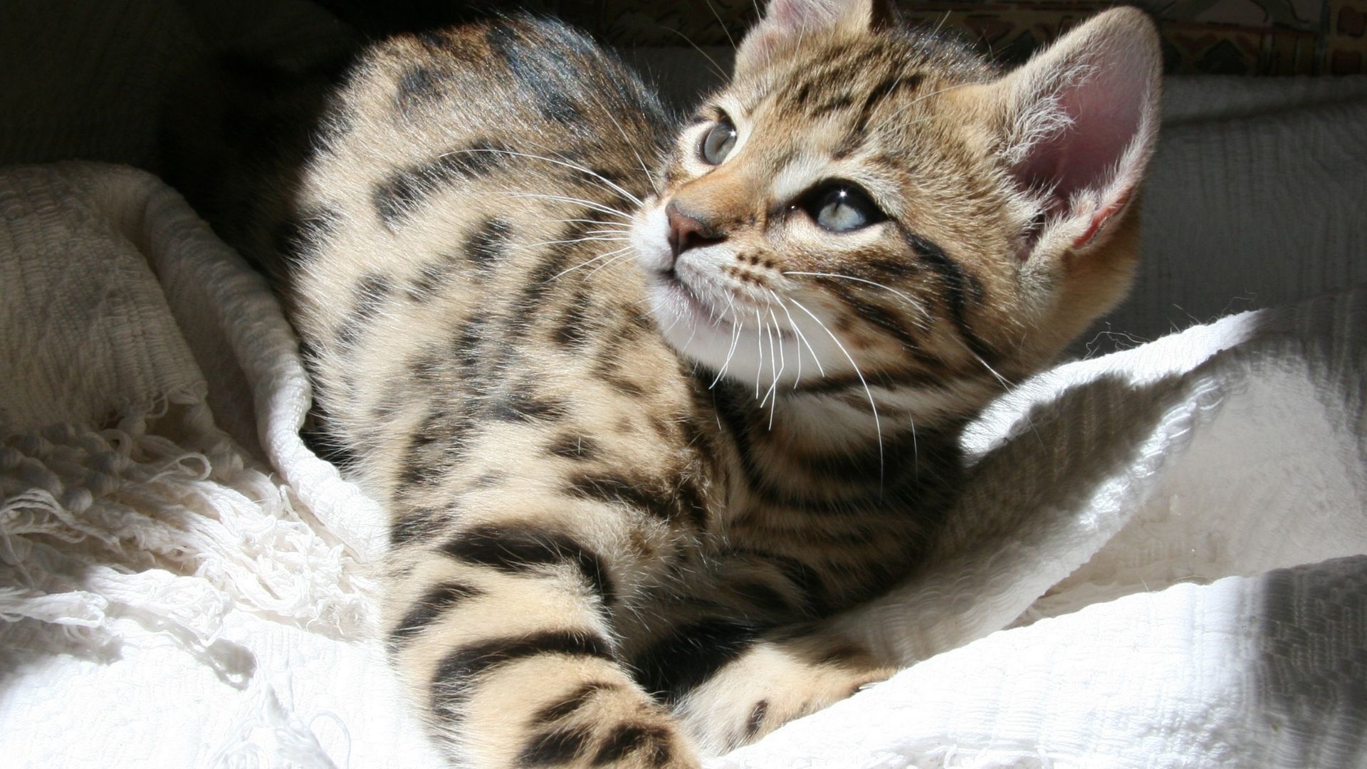 Cheetoh Kedi Irkı Özellikleri ve Bakımı