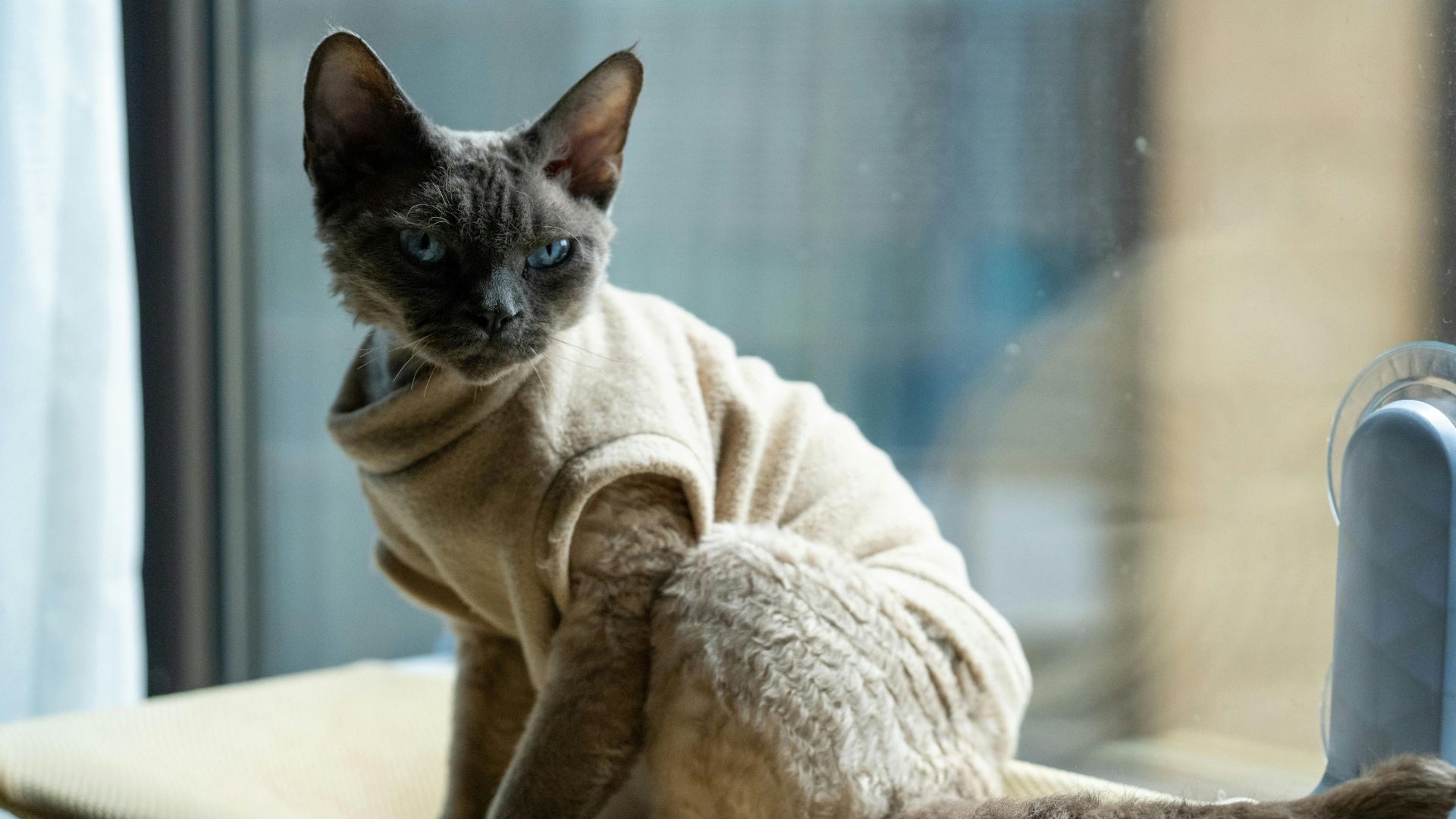 Cornish Rex Kedisi Özellikleri ve Bakımı
