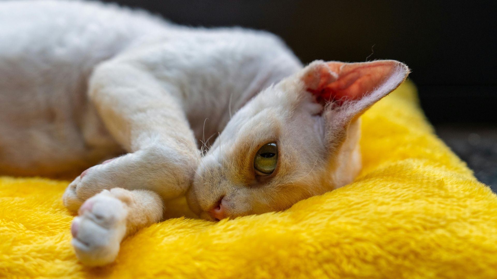 Cornish Rex Kedisi Özellikleri ve Bakımı