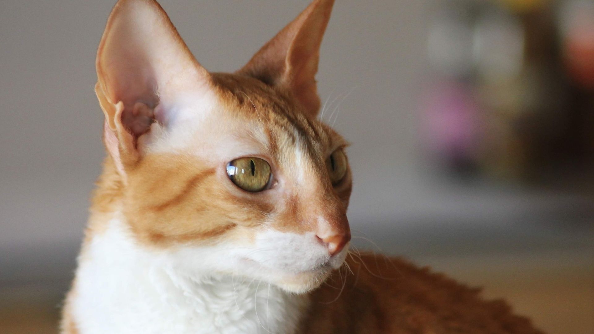 Cornish Rex Kedisi Özellikleri ve Bakımı