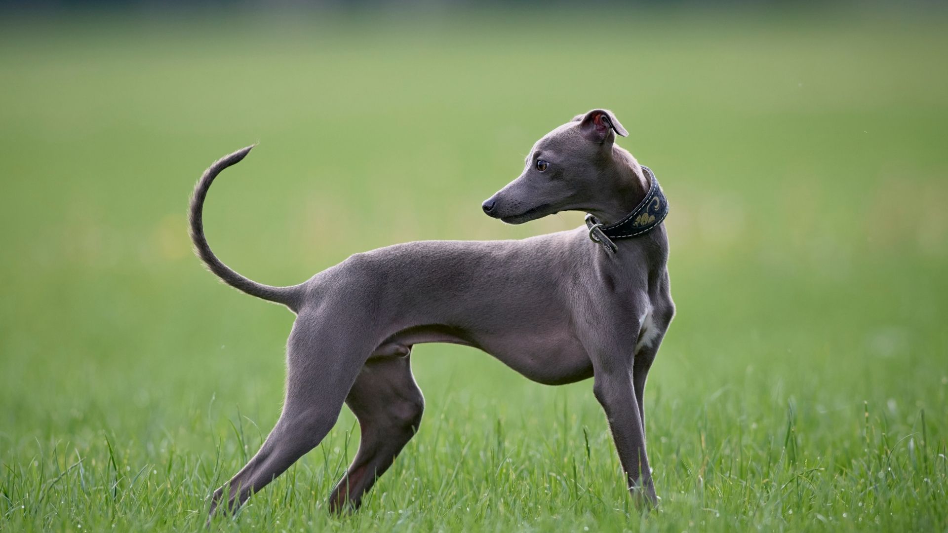 En Az Havlayan Köpek Cinsleri Hangileridir?