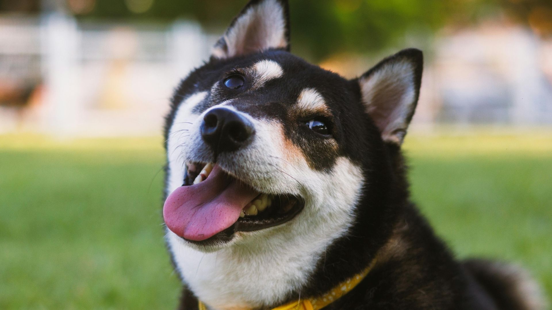 En Az Havlayan Köpek Cinsleri Hangileridir? 