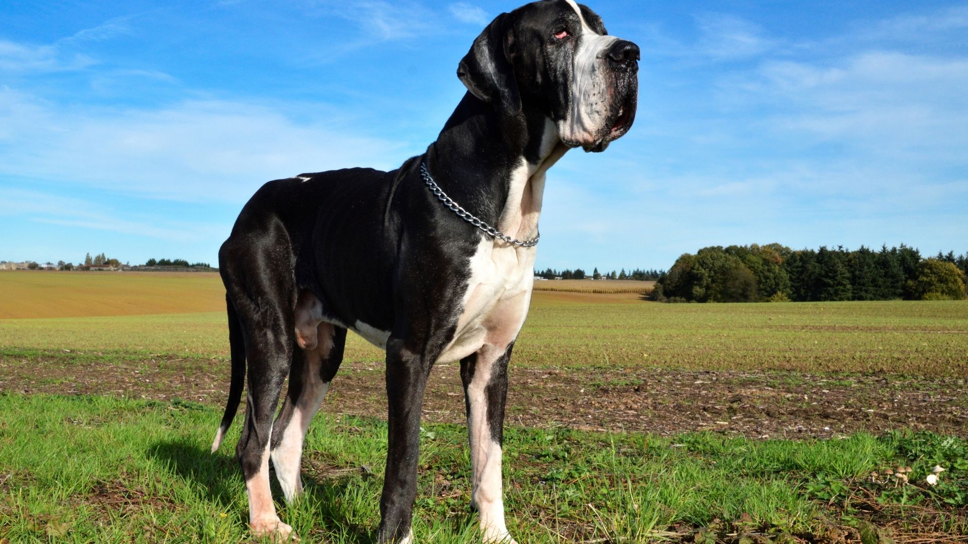 En Az Havlayan Köpek Cinsleri Hangileridir?