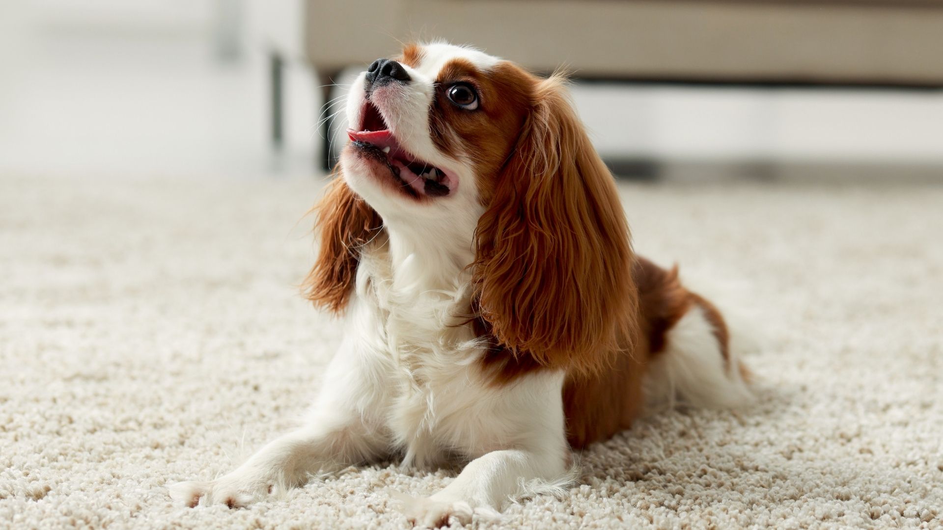 En Az Havlayan Köpek Cinsleri Hangileridir?