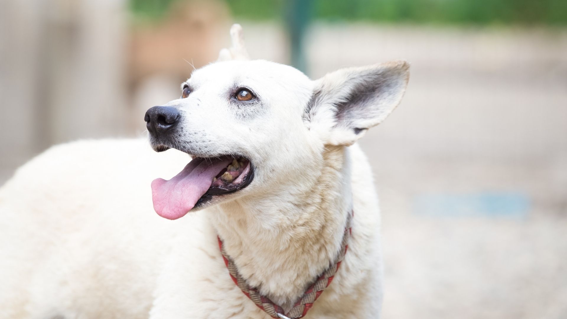 En Az Havlayan Köpek Cinsleri Hangileridir?
