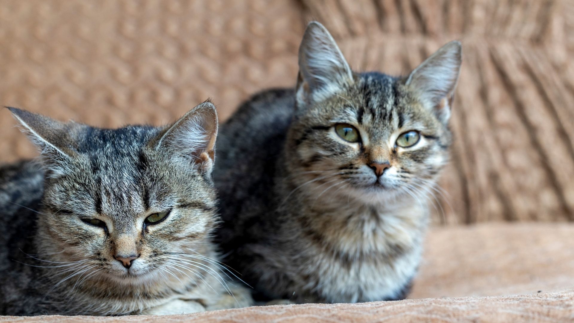 Erkek Kedi ile Dişi Kedi Arasındaki Farklar Nelerdir?