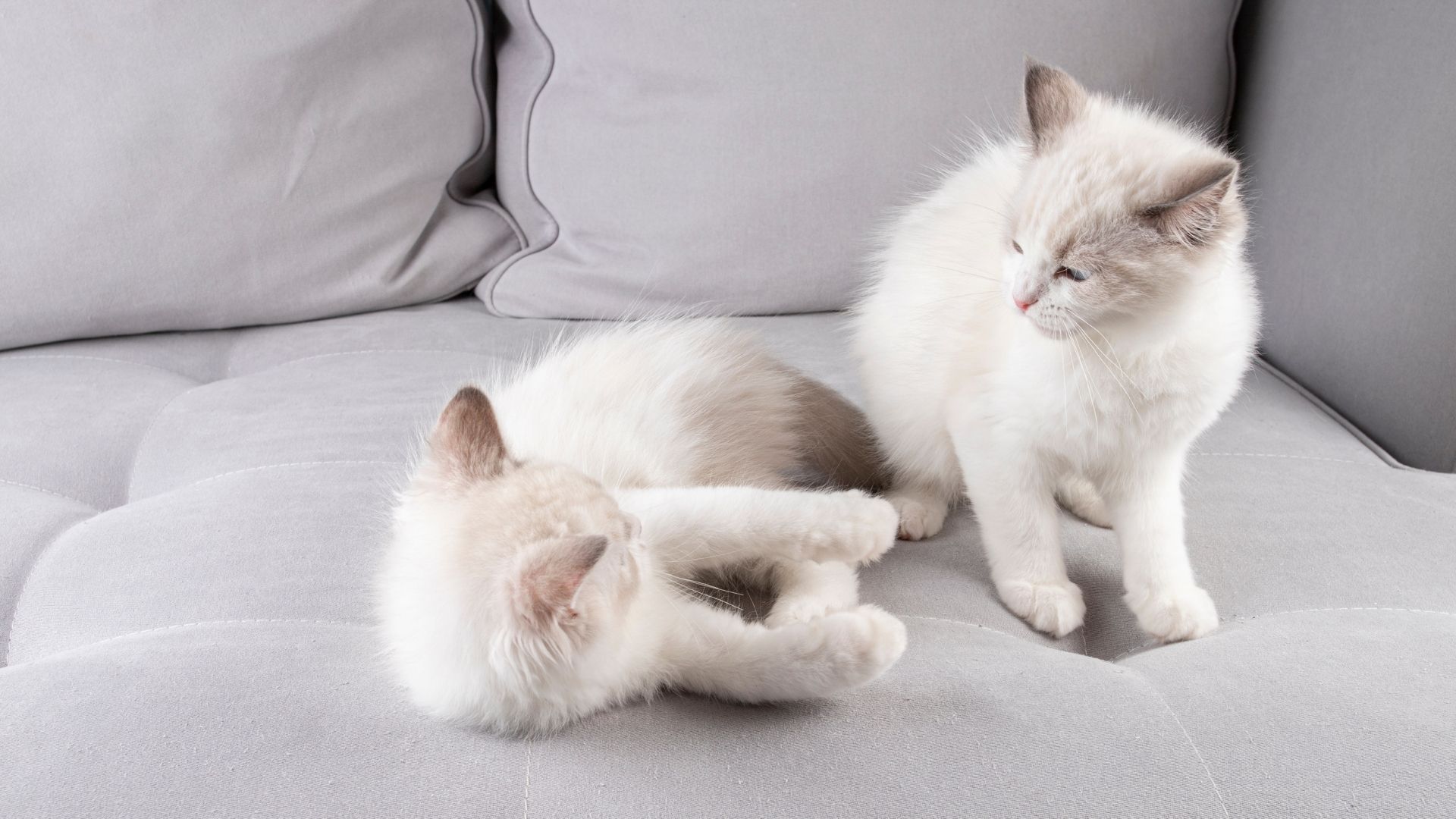 Erkek Kedi ile Dişi Kedi Arasındaki Farklar Nelerdir?