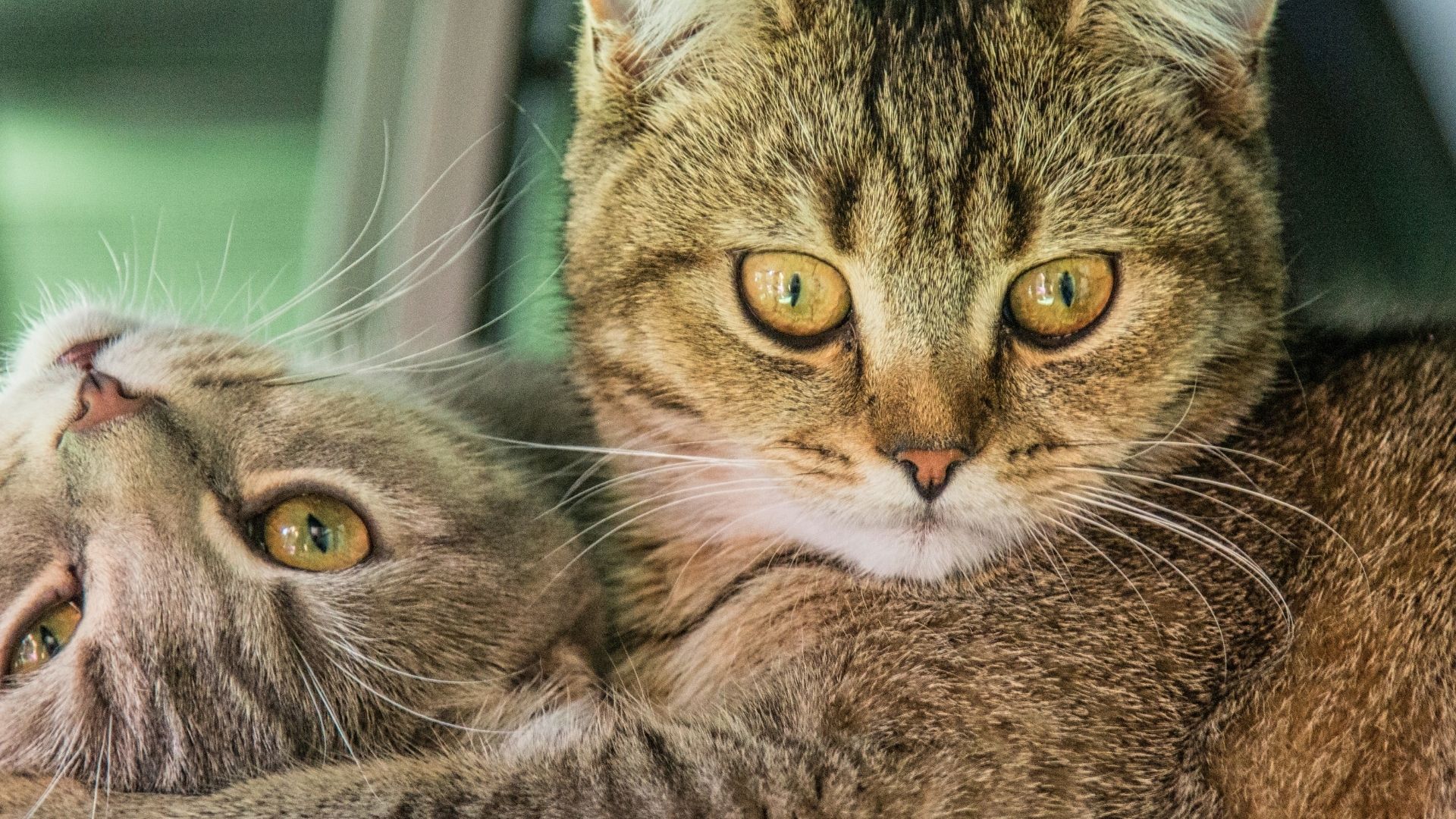Erkek Kedi ile Dişi Kedi Arasındaki Farklar Nelerdir?