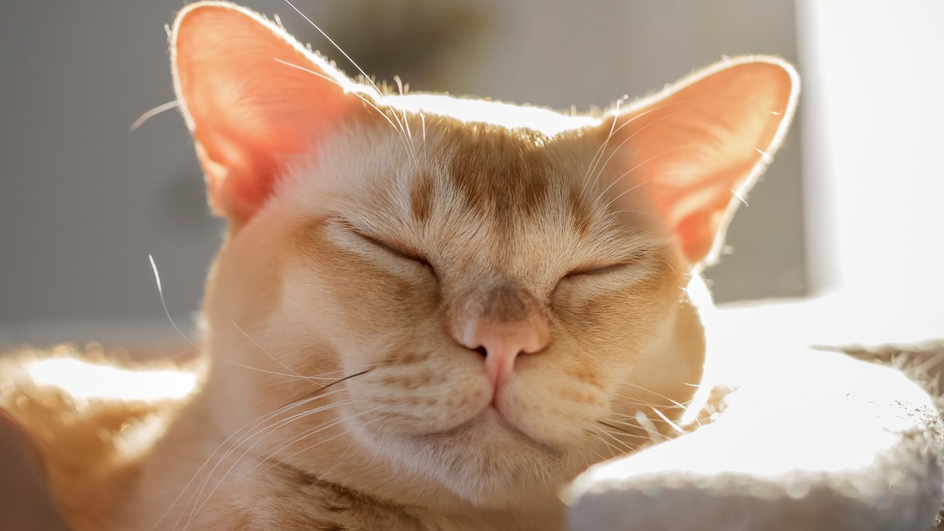 European Burmese Kedi Irkı Özellikleri ve Bakımı