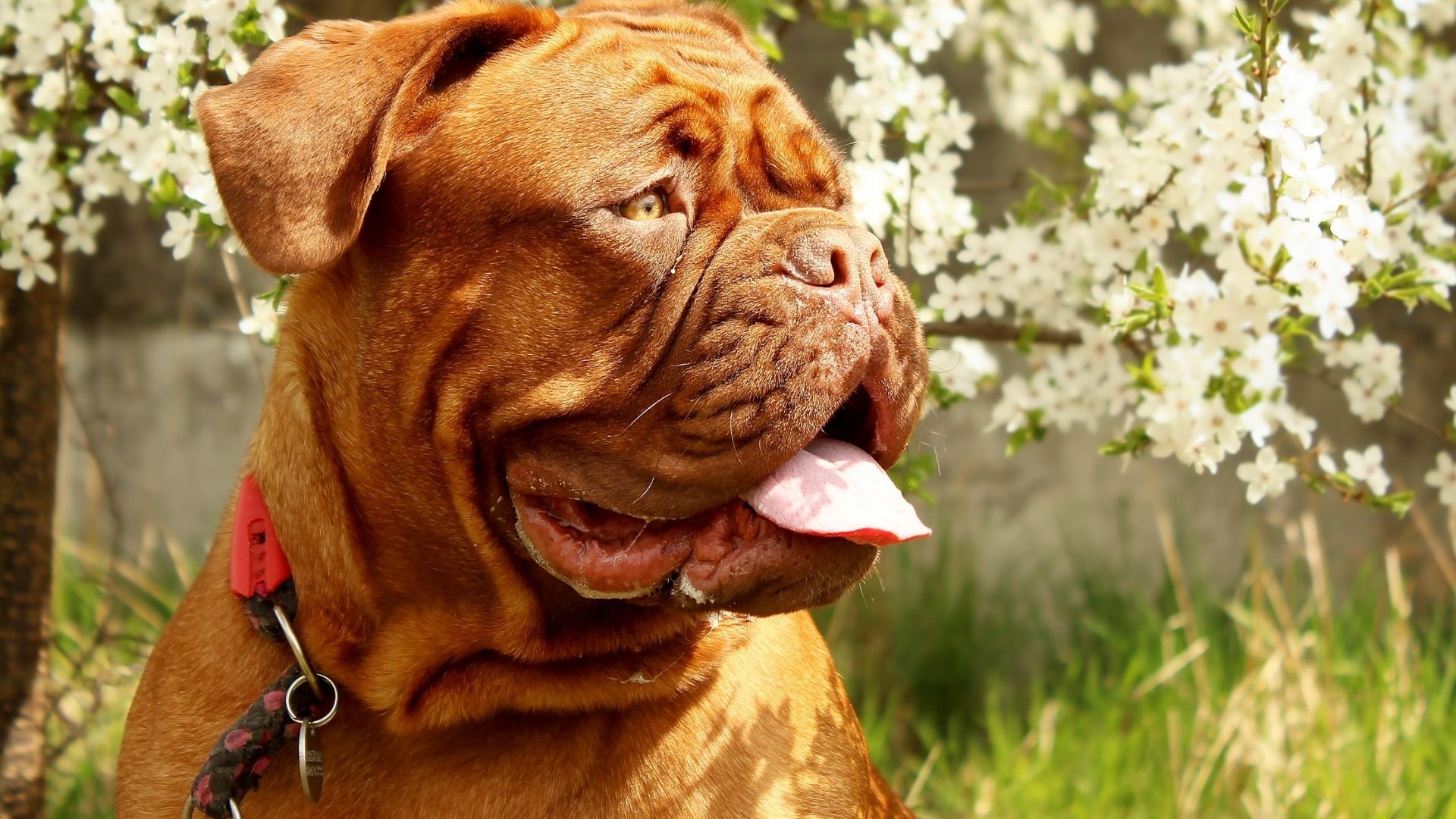 Fransız Mastiff Köpek Irkı Özellikleri ve Bakımı