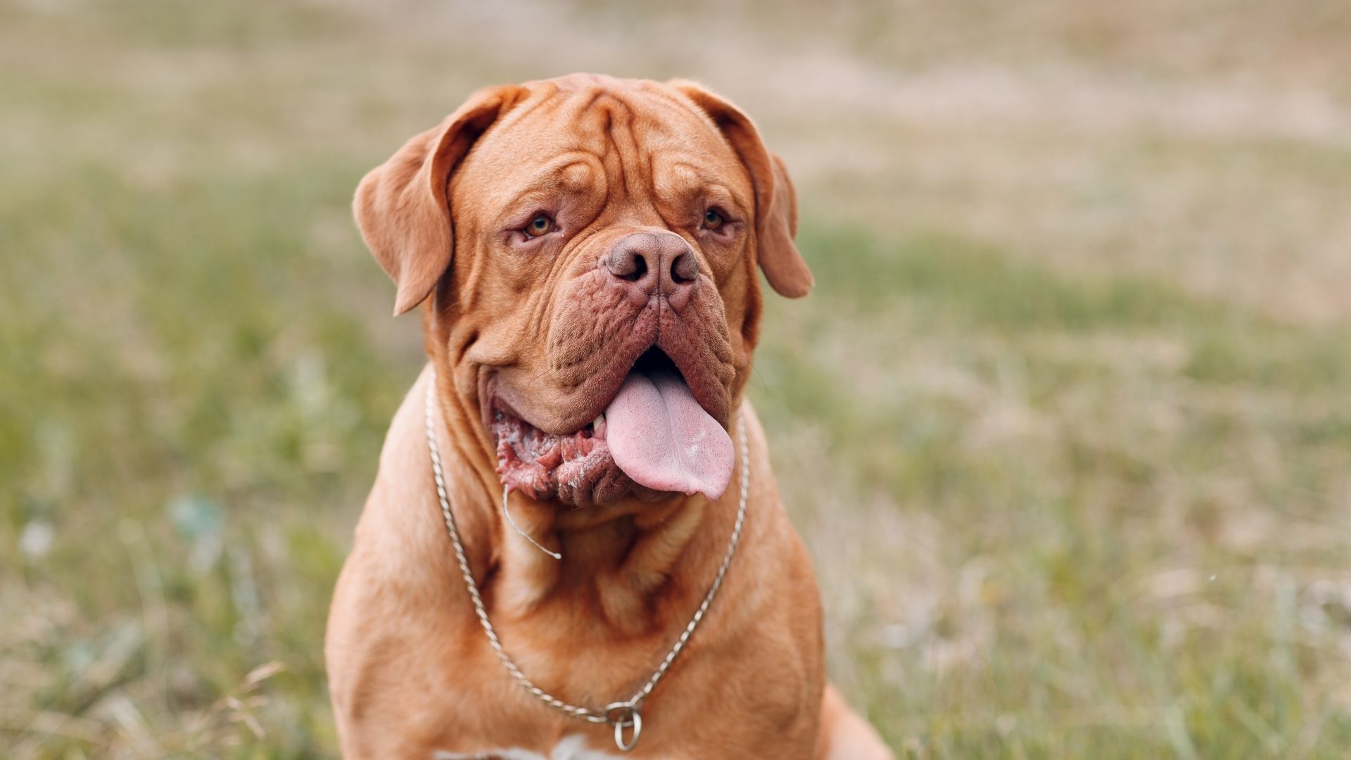 Fransız Mastiff Köpek Irkı Özellikleri ve Bakımı