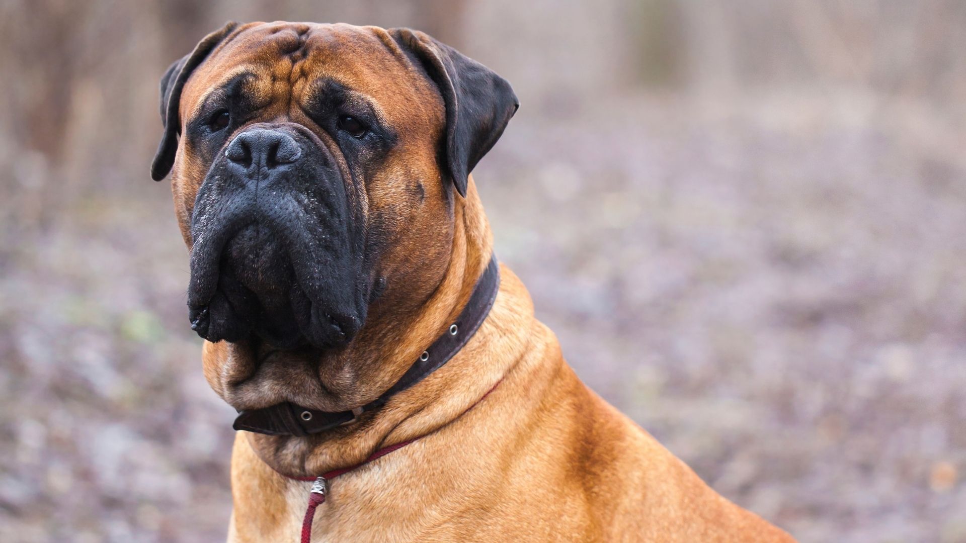 Fransız Mastiff Köpek Irkı Özellikleri ve Bakımı