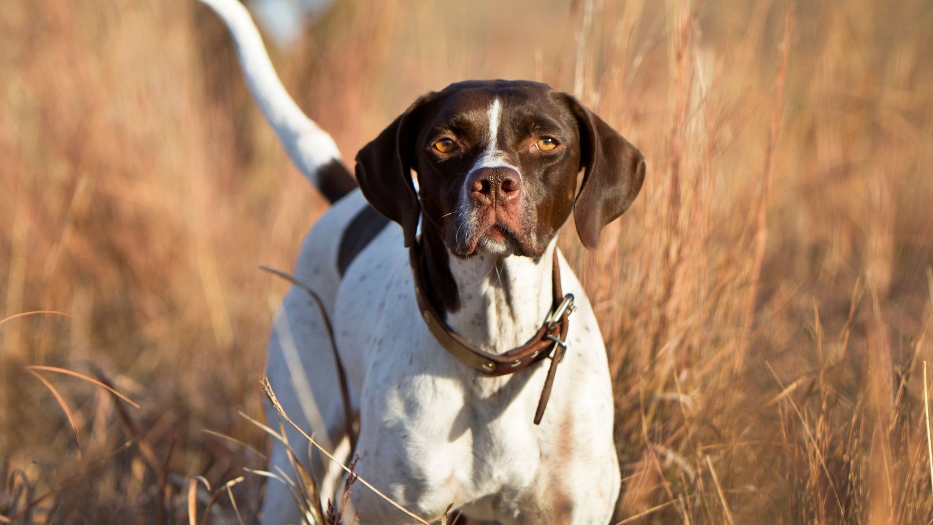 İngiliz Pointer Köpek Irkı Özellikleri ve Bakımı 