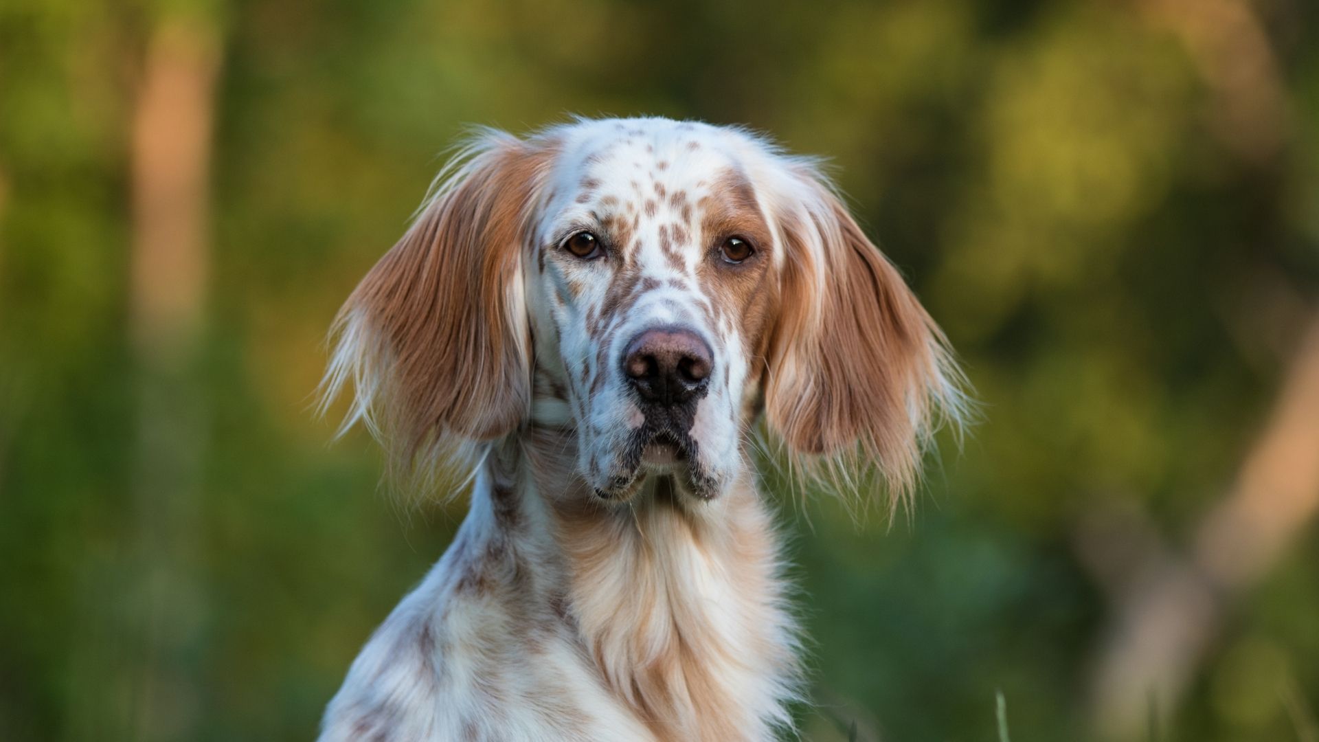 İngiliz Setter Köpek Irkı Özellikleri ve Bakımı