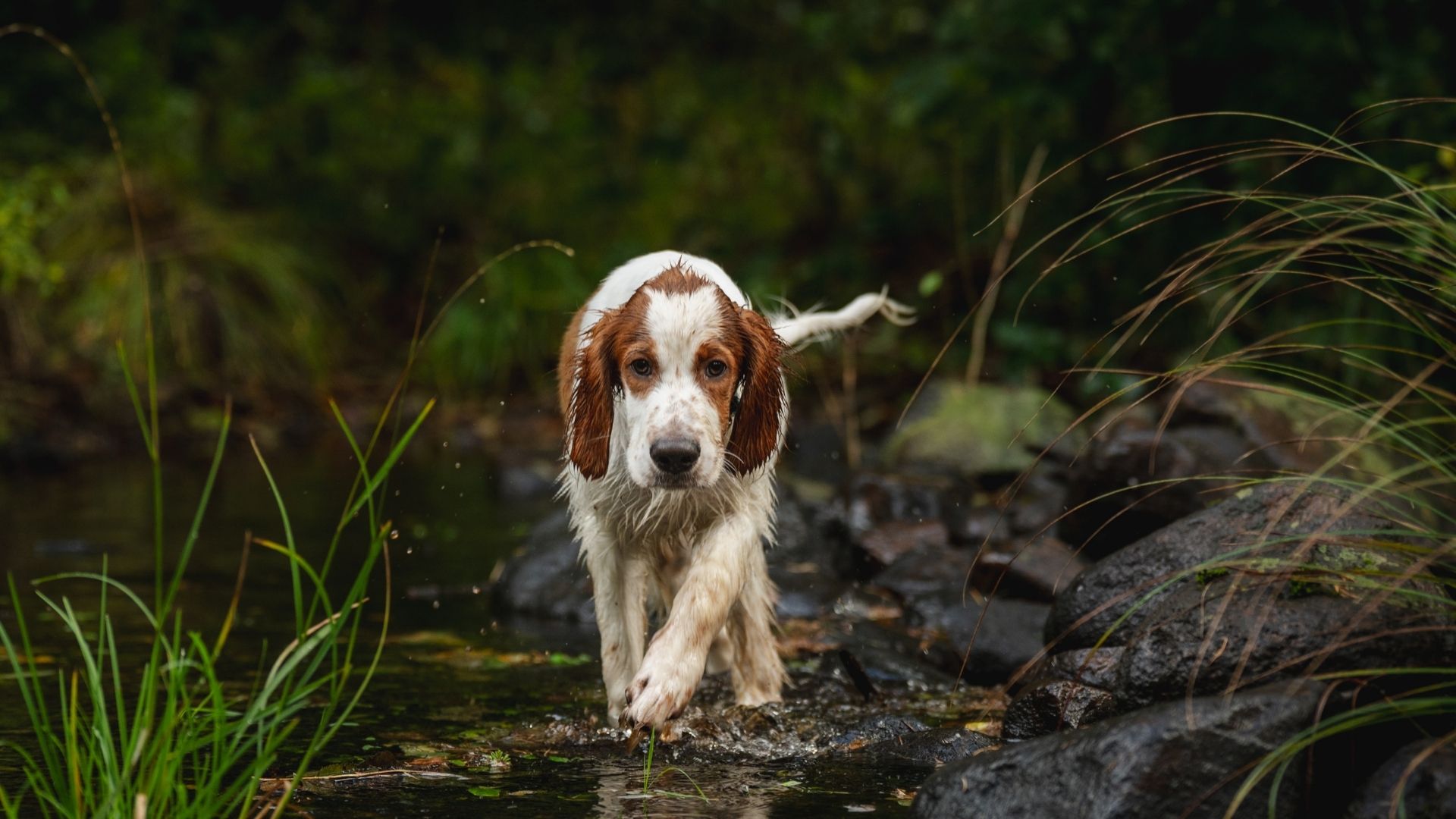 İngiliz Setter Köpek Irkı Özellikleri ve Bakımı