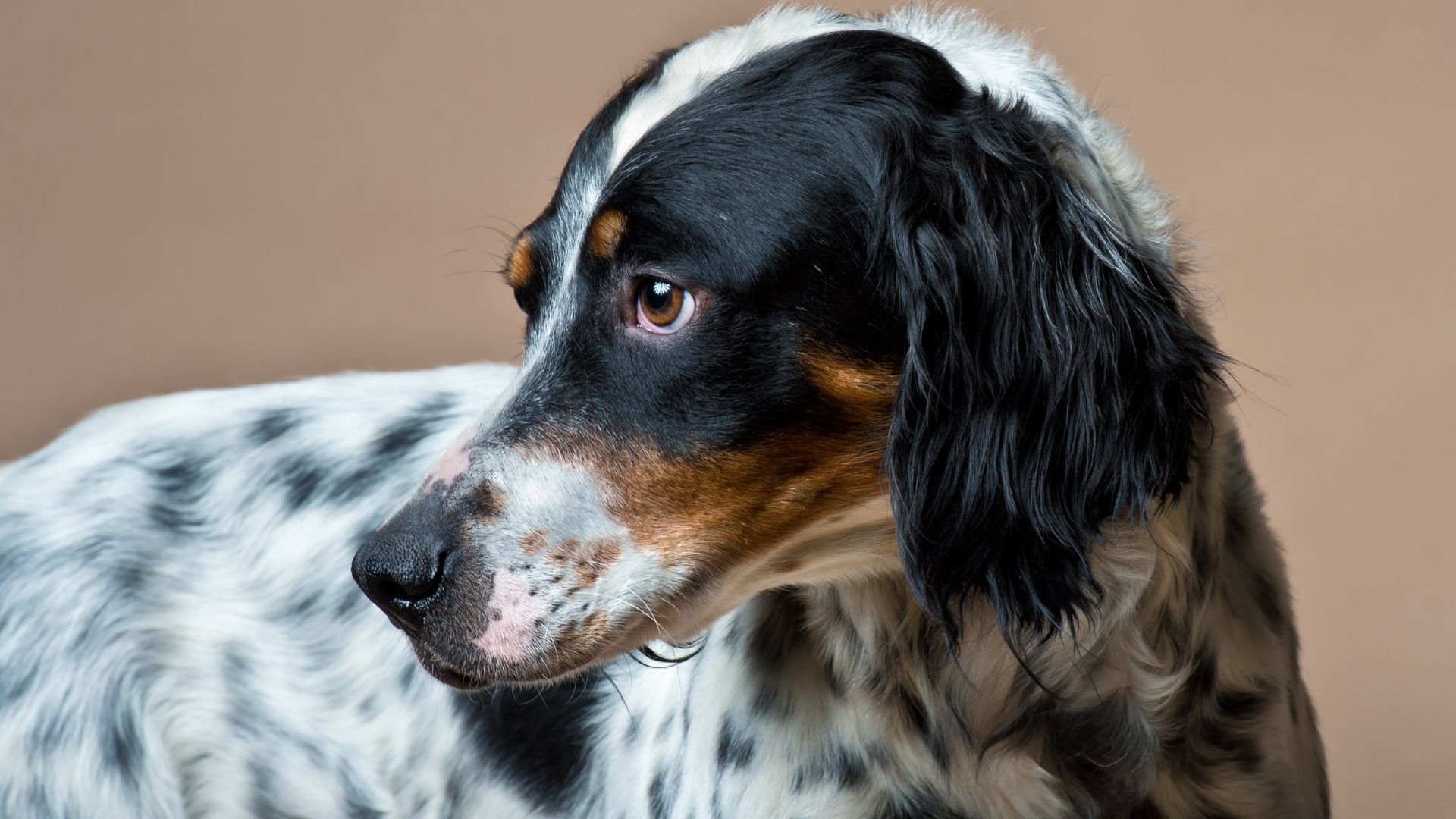 İngiliz Setter Köpek Irkı Özellikleri ve Bakımı