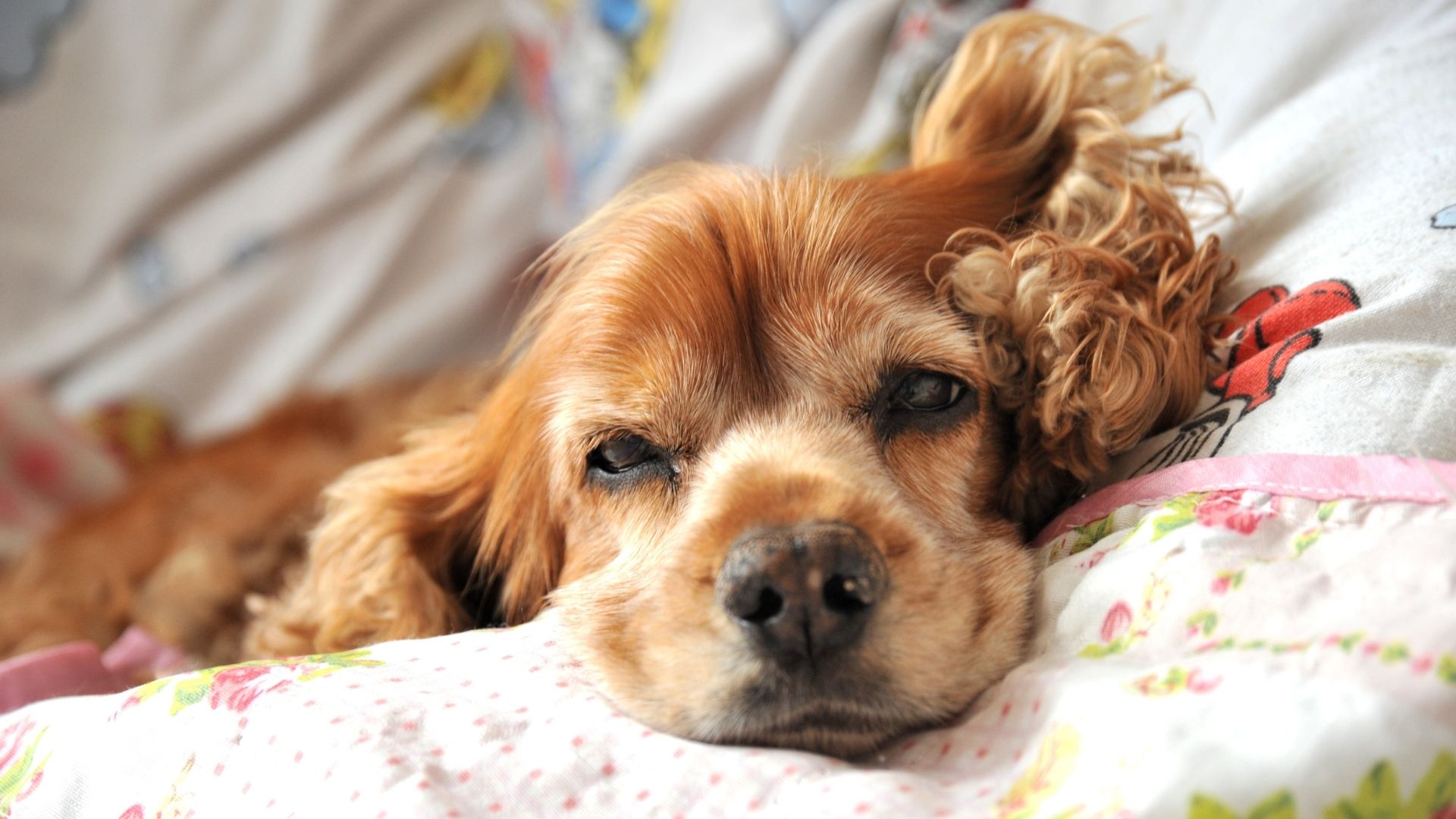 Japanese Spaniel Köpek Irkı Özellikleri ve Bakımı