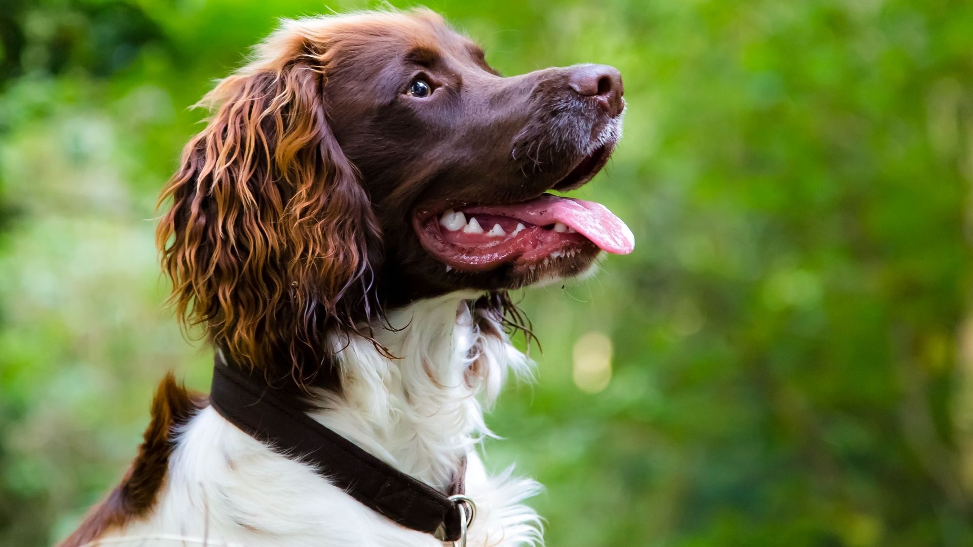 Japanese Spaniel Köpek Irkı Özellikleri ve Bakımı
