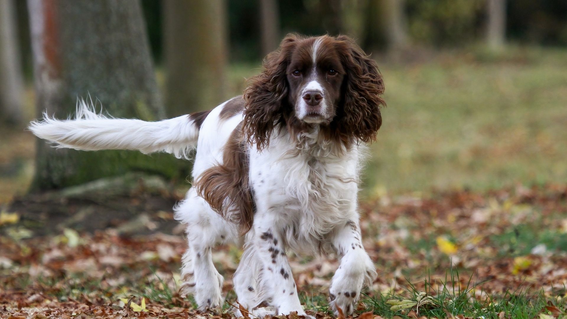 Japanese Spaniel Köpek Irkı Özellikleri ve Bakımı