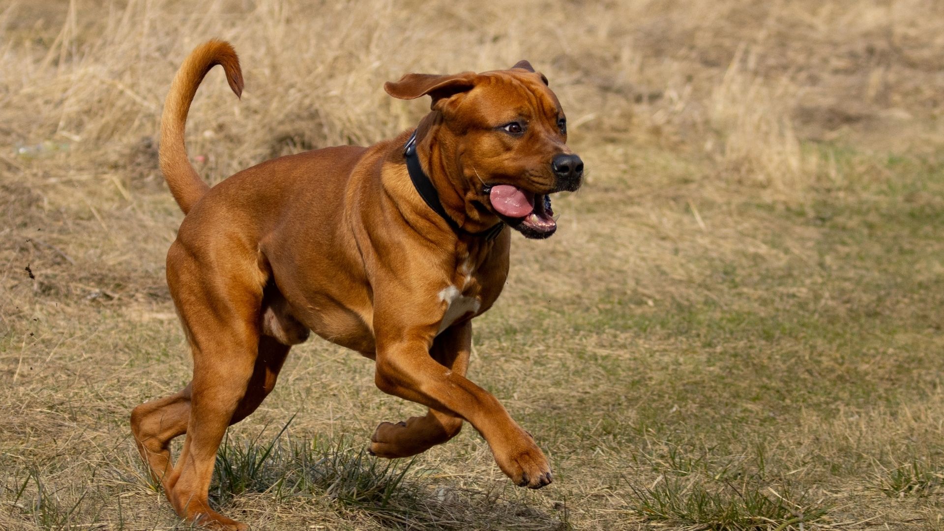 Japanese Tosa Köpek Irkı Özellikleri ve Bakımı