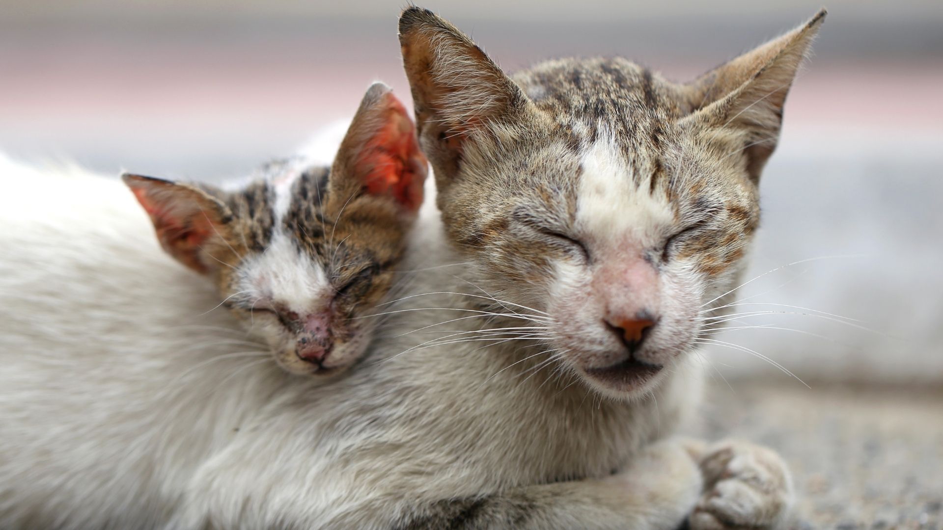 Kedi Nezlesi Nedir?
