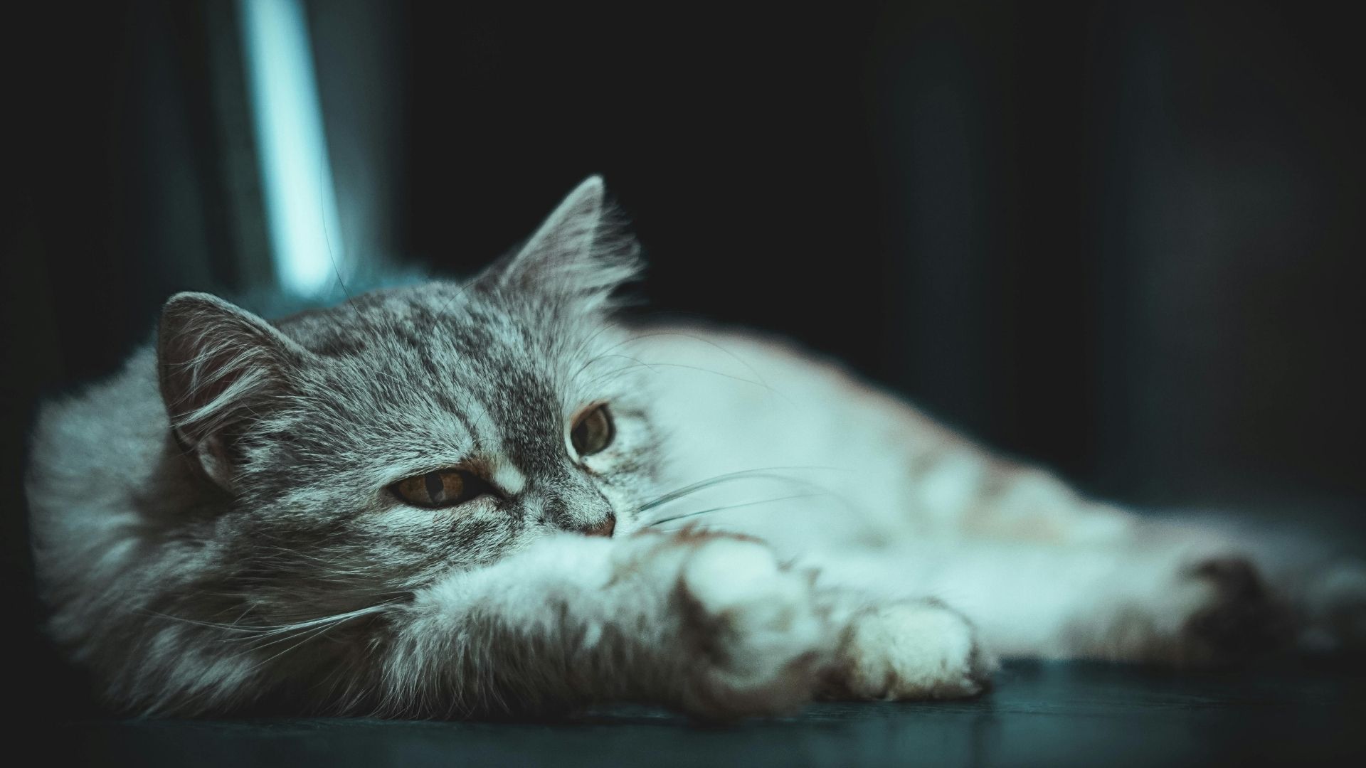 Kedi Nezlesi Nedir?