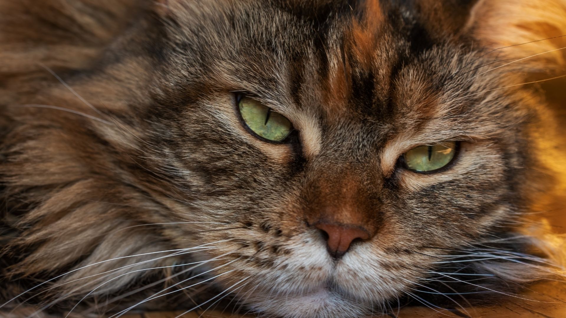 Kedi Nezlesi Nedir?