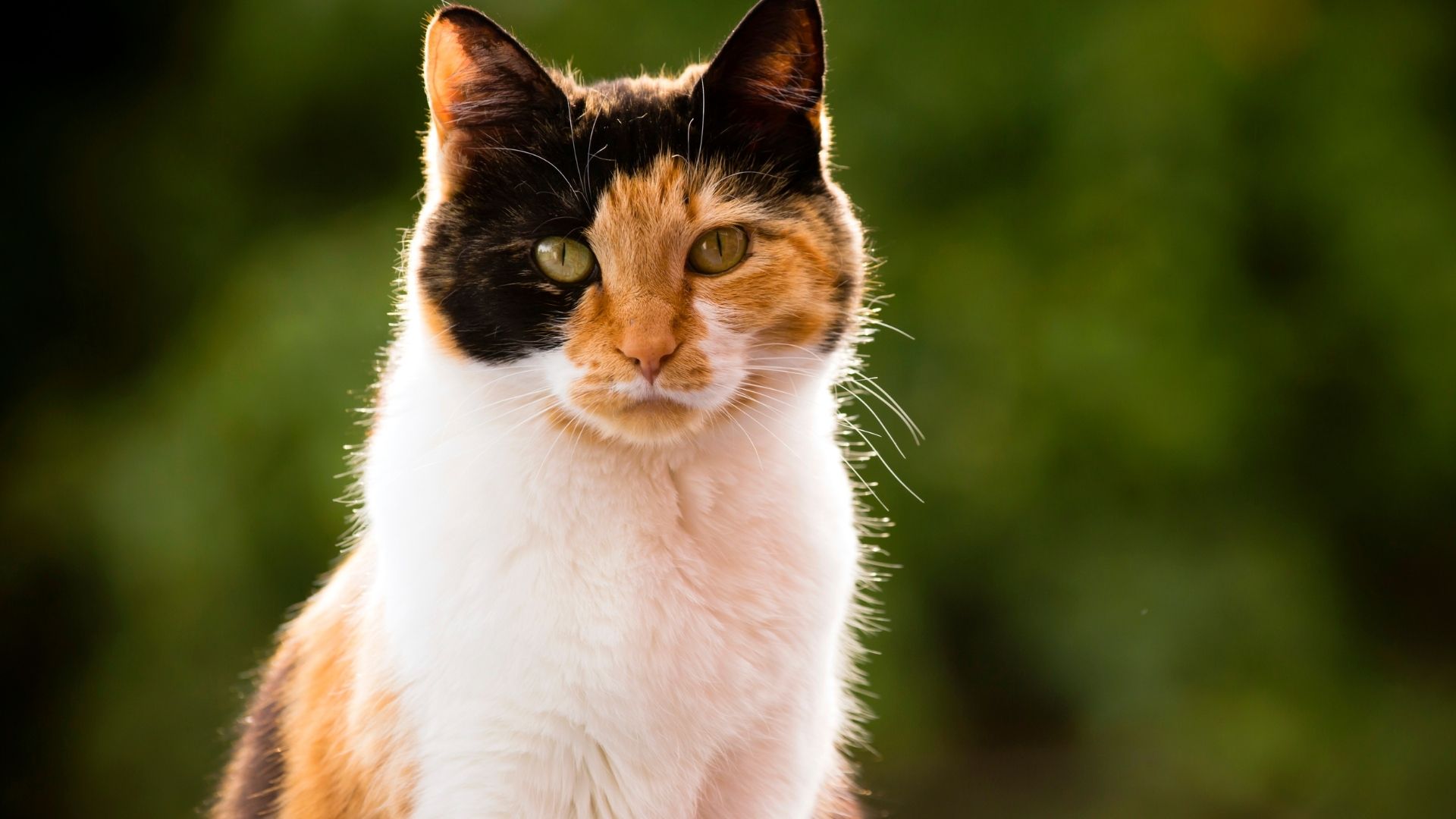 Kedi Sahiplerinin Yaptığı Hatalar Nelerdir?
