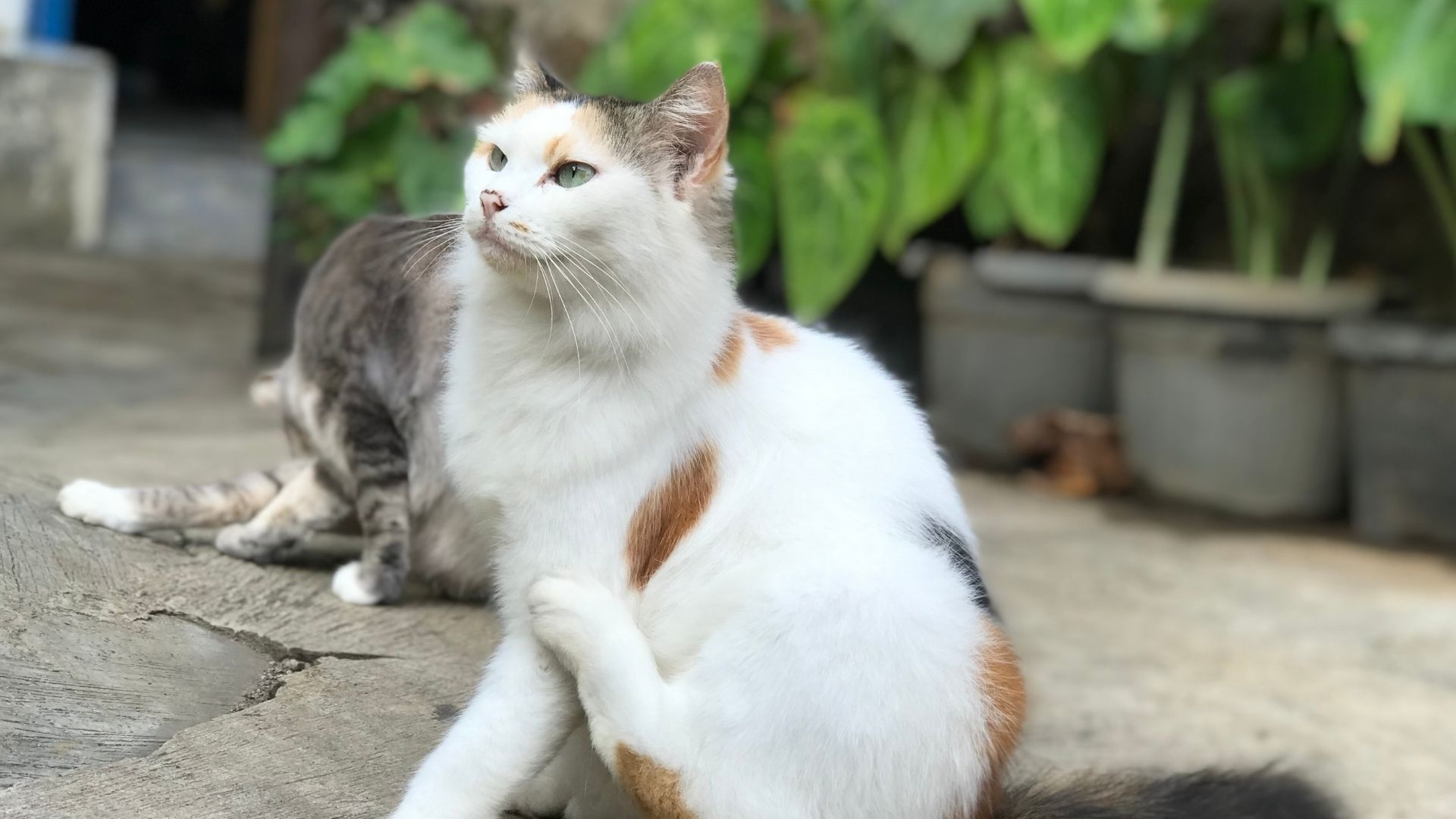 Kedilerde Kepek Ciddi Bir Sorun mu?