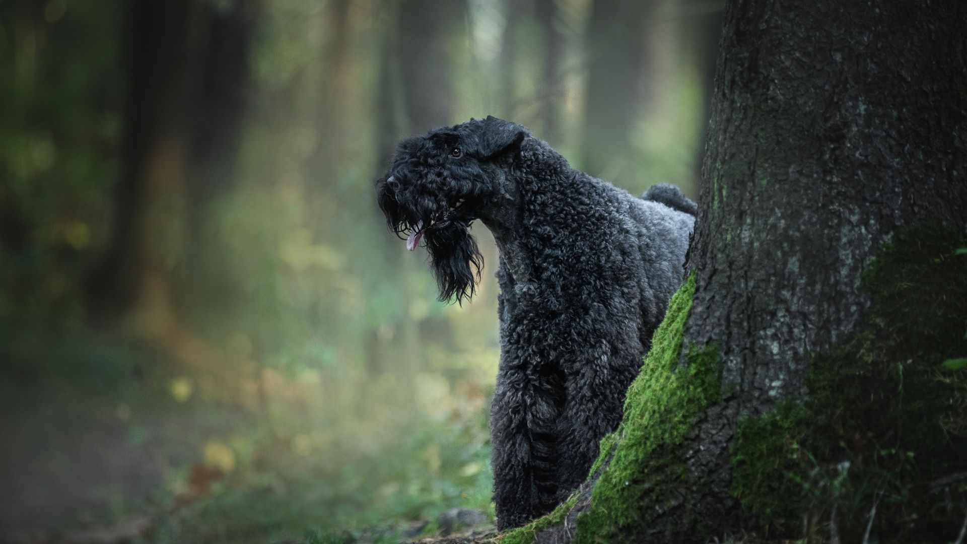 Kerry Blue Terrier Köpek Irkı Özellikleri ve Bakımı