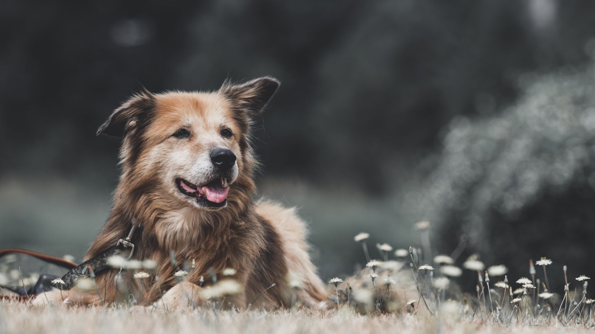 Köpeğiniz Yaşlandıkça Beslenme Düzeni Değişmeli Mi?