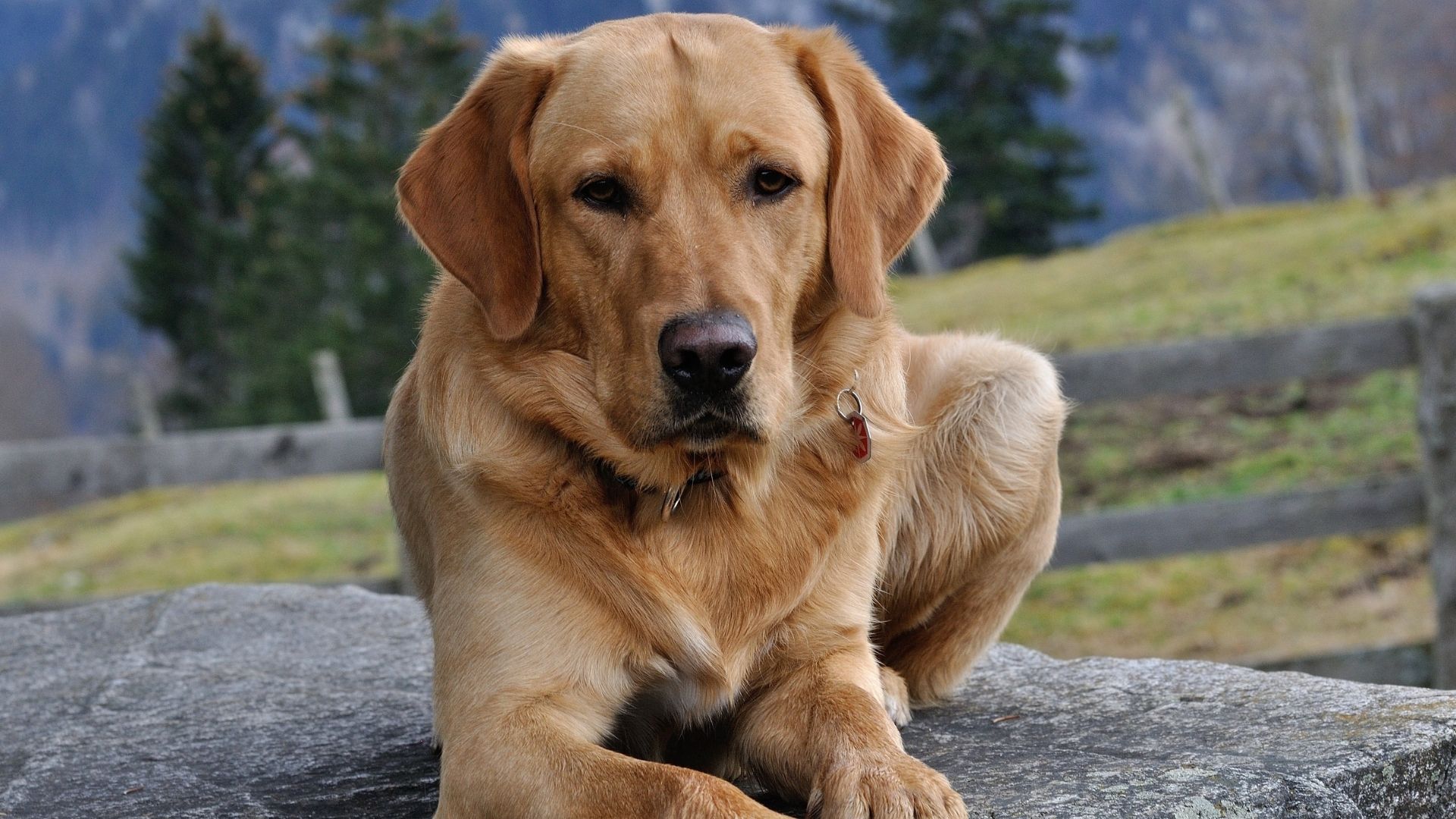 Köpeğiniz Yaşlandıkça Beslenme Düzeni Değişmeli Mi?
