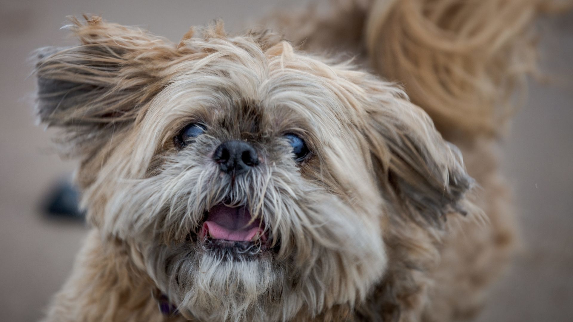 Köpeğiniz Yaşlandıkça Beslenme Düzeni Değişmeli Mi?