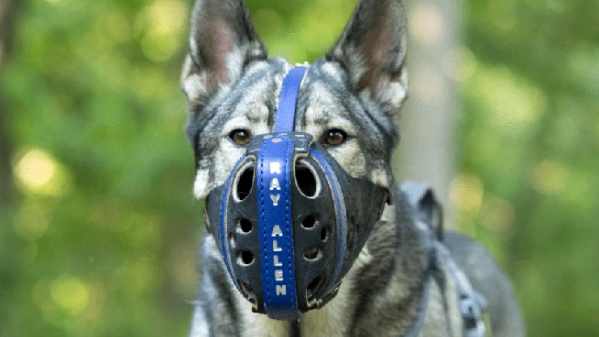 Köpek Ağızlığı Nedir? Ne İşe Yarar?