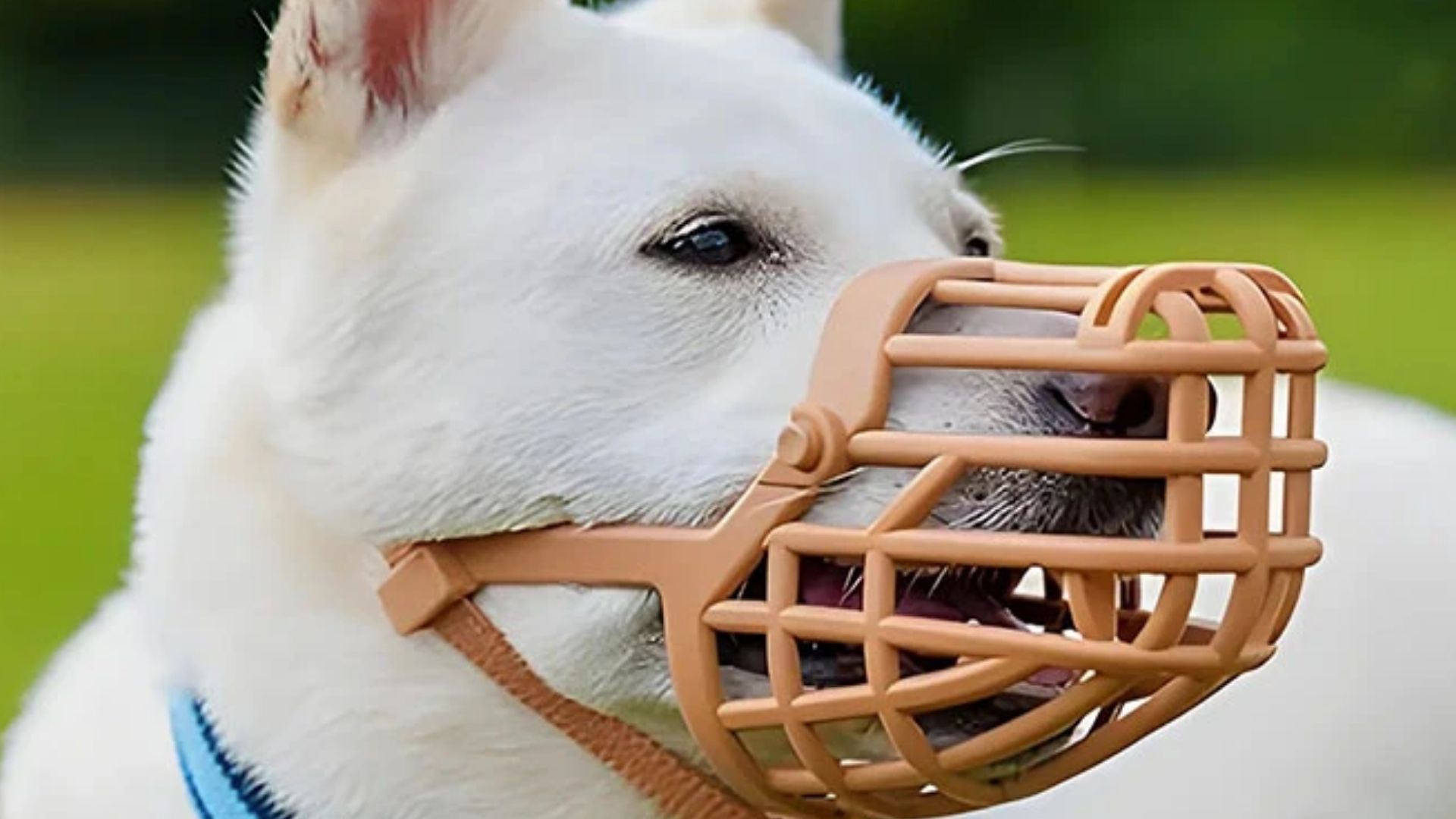 Köpek Ağızlığı Nedir? Ne İşe Yarar?