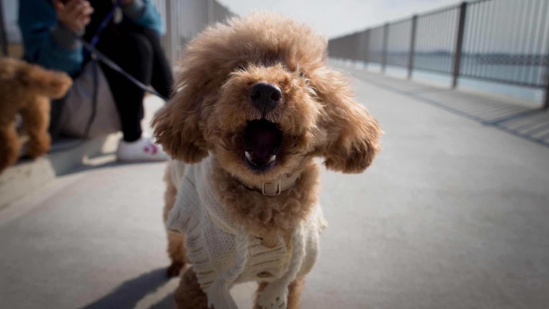 Köpek Havlamasını Engellemenin Yolları Nelerdir?