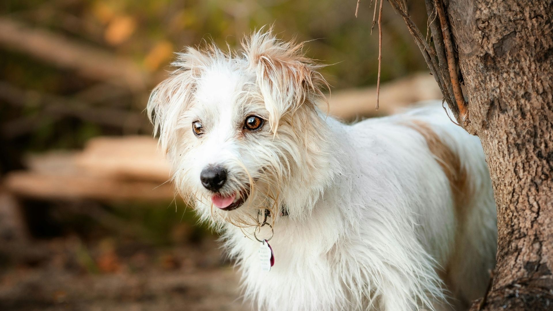 Köpek Havlamasını Engellemenin Yolları Nelerdir?