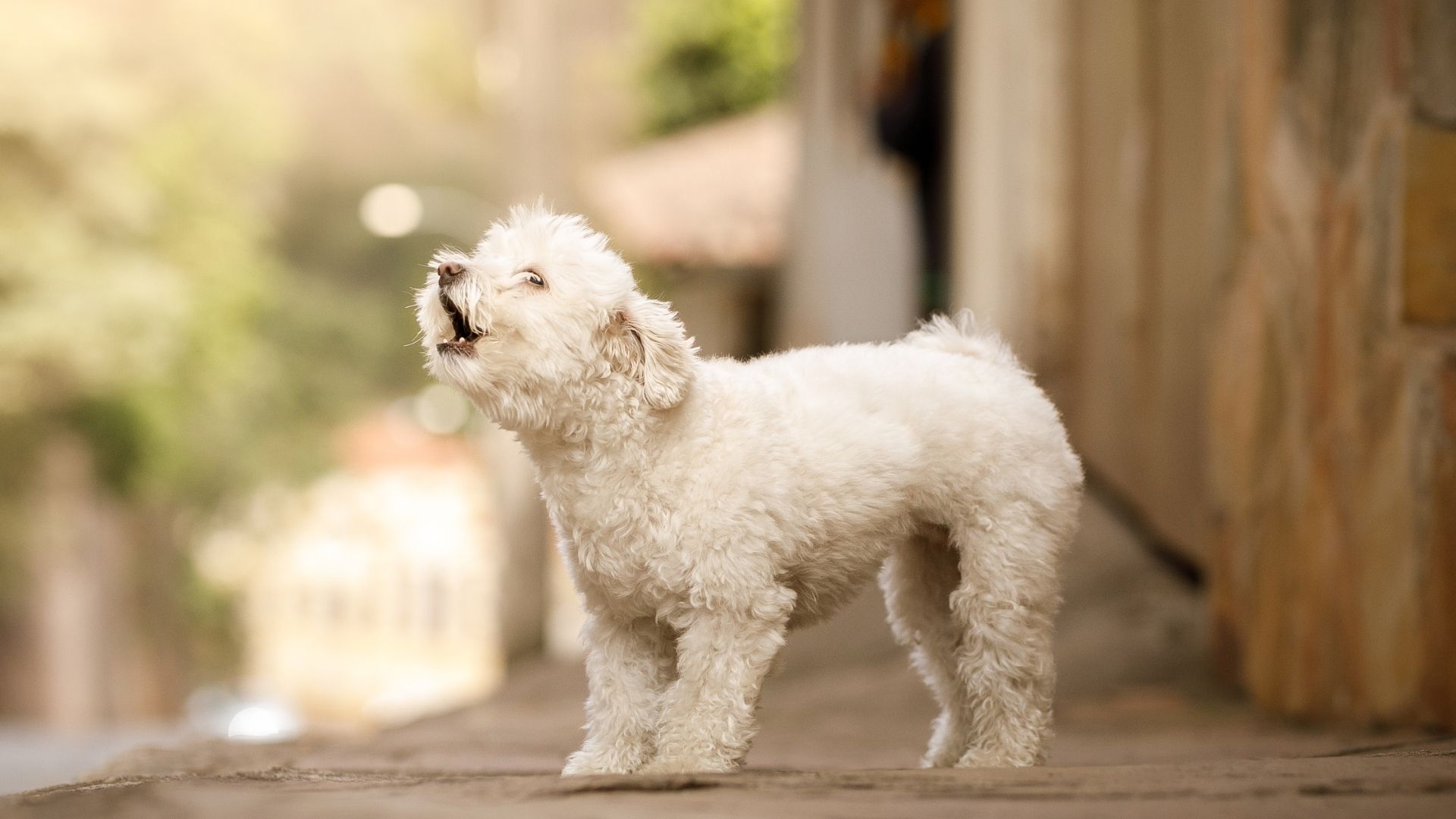 Köpek Havlamasını Engellemenin Yolları Nelerdir?